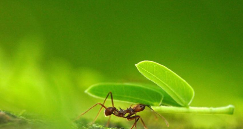Top những chòm sao chăm chỉ nhất quả đất