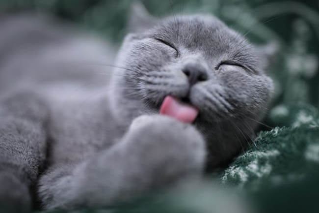 Nếu ngủ mà bạn mơ thấy mèo thì có ý nghĩa gì, báo hiệu điềm lành hay dữ hãy cùng tìm hiểu nhé